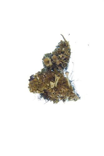 Trumpet Lichen